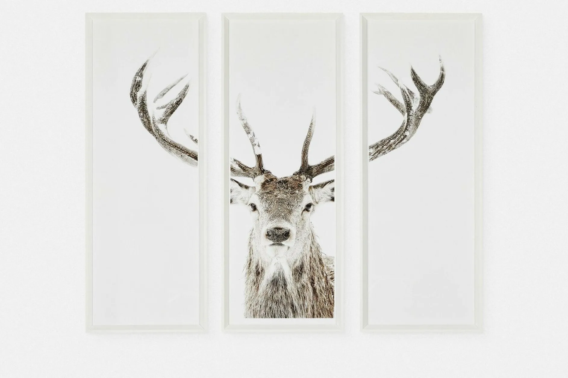 Stag - Set of Three Printed Frames